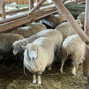 효명목장 이미지