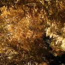 메타세콰이어길 이미지