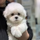 서원켄넬 이미지