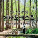 정원의아이손뜨개정아점 | 강화 가볼만한곳 메타포레스트 애견동반 대형카페