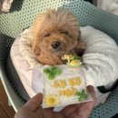 간식주까 이미지