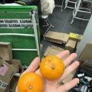 동경약품 | 2월의 시작