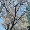 (주)네오썬 | 대구 앞산 벚꽃 카페 스타벅스DT점｜통창 벚꽃뷰 현실 후기 (주차 꿀팁 포함)
