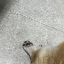 보리네포장마차 네이버블로그