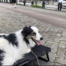 고쳐줄개 이미지