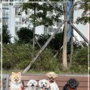 다우리유치원 | 양산애견유치원 디엠 다우리 도그 센터, 알찬 프로그램 덕에 시간 순삭!