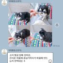 댕댕큘럼 이미지