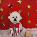 땡자애견 이미지