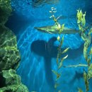 아쿠아리움 이미지