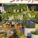 현플라워 이미지