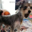 두부네수제간식 이미지