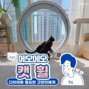 메오메오 | 캣휠 고민 중이라면? 메오메오 캣휠 솔직한 후기