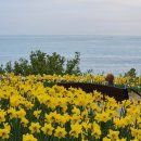 신평공원 | 부산 기장 떠오르는 수선화 군락 신평소공원 바다낚시 명소 칠암항 ft. 주차