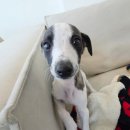 휘핏 | 창원강아지분양 직접 경험한 휘핏분양 솔직 후기