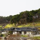 은당농장 | 수선화가 만발한 수선화 화원 유기방가옥을 방문하다(20170409)