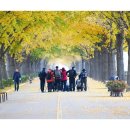 곡교천 은행나무길 Daum카페