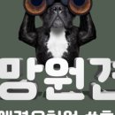 망원견 애견유치원&애견호텔 이미지