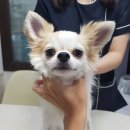 23. 08. 18 유기동물 등록현황(공고 172마리)