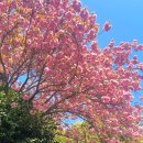 남양사 | 여기 아직 사람 없어요…진해 겹벚꽃 숨은 명소 (주차,위치)