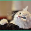 라비동물병원 이미지