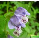 소백정원 이미지