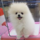 울산 제이앤독 애견샵 이미지