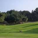 제주 한라산 컨트리클럽 라운딩 후기