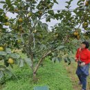 김종옥 | 태추단감 배단감 달콤한 맛 김종옥의 감