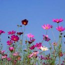 꽃길 - 서귀포시 중앙로72번길 4 | 꽃길