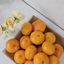 아달달농산 | 제주감귤 추천, 온라인 전통시장 아달달농산