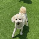 놀러오개 애견유치원 애견호텔 안양점 네이버블로그