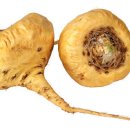 마카트레이닝