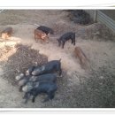 흑돼지 돌판구이전문점 번돈 이미지