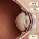 이리온 동물병원 | 단구동 동물병원, 목욕하고 강아지 눈이 이상하다면?