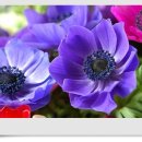 아네모네 이미지