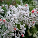 시영아파트-중앙 이미지