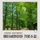 가로수길 - 김해시 칠산로335번길 2 | 담양 가볼만한 곳, 메타세콰이아 가로수길 힐링 후기