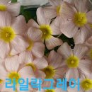라일락그레이