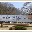 2011년 회사 벚꽃 개방(4월10일 일요일) 이미지