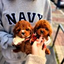 조은켄넬 | 불광동강아지분양으로 우리집에 온 천사같은 아이 후기