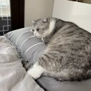 행복이불 이미지