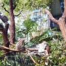 (주)우리닷컴 | 타롱가 동물원 입장권 페리 예매ㅣ공홈 vs 트립닷컴 vs 클룩 (할인 팁)