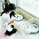 퍼피문 | 🐶새 가족을 만난 날, 인천강아지분양 홍스퍼피 다녀왔어요🐾