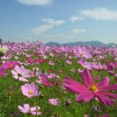 코스모스 이미지