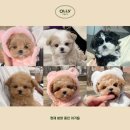강아지분양 올리펍스 강남점 이미지