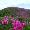 산상화원마다 산님들 웃음소리/花(화)들짝 놀란 철쭉 붉은 미소만··· 이미지