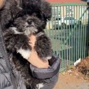 제주동물메디컬센터 | 제주 동물 건강검진 브이동물메디컬센터 다녀온 솔직 후기