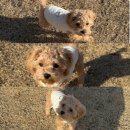 애견가족 | 예천 새움정 캠핑장 1박2일 후기 / 애견동반 가족캠핑장