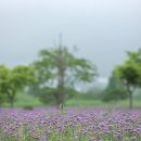 버들공원 이미지