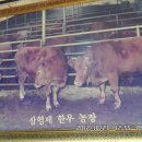 삼형제 한우농장 이미지